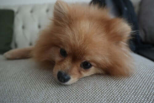 How to prevent insect bites in dogs.