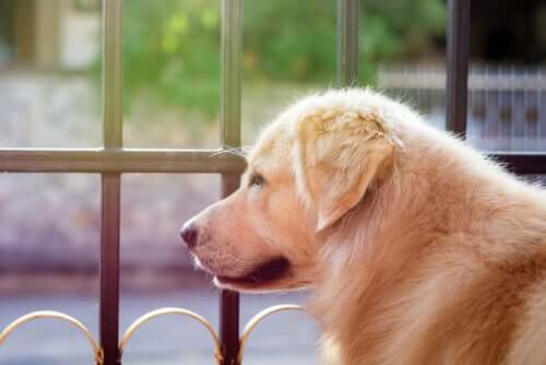 A dog staring off into space.