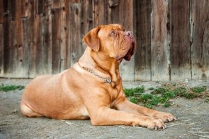 How Many Types of Molosser Are There?