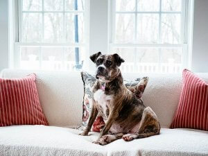 The Origin of the Domestic Dog