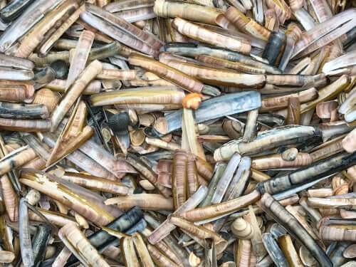 A lot of razor clams.