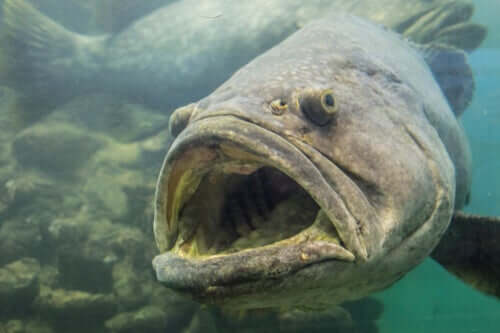 An Epinephelus itajara opening its mouth.