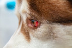 Eye Spills in Dogs and How to Treat Them