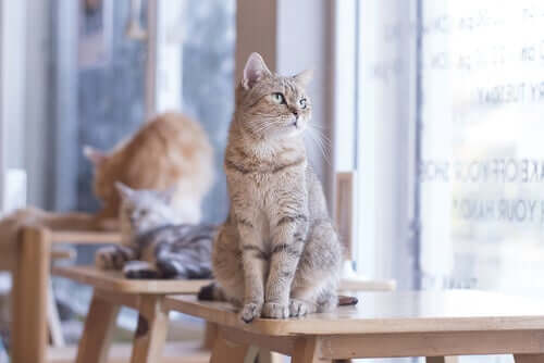 Why Do Cats Make Noise When They Mate? - My Animals