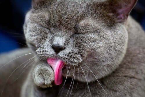 A cat likes to lick his paw.