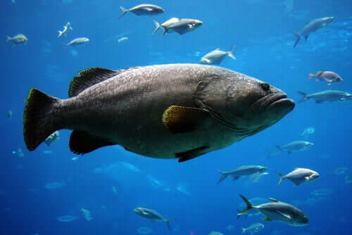 A Goliath grouper swimming.