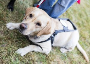 A guide dog on a harness.