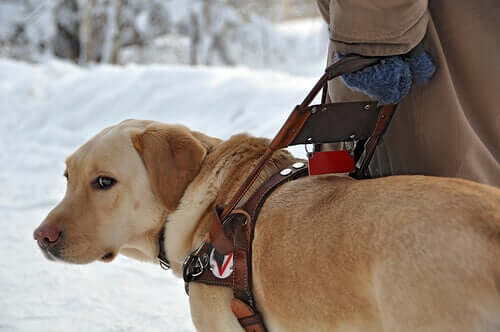 Everything You Need to Know About Guide Dogs - My Animals