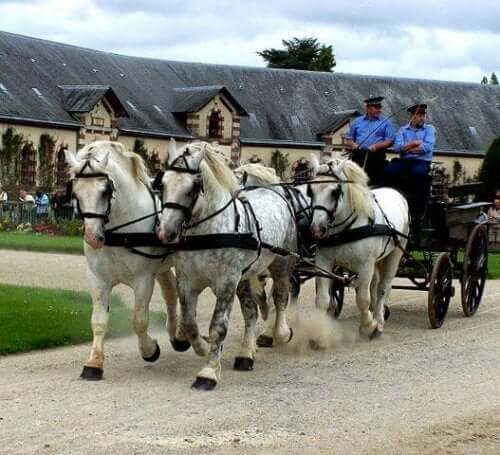 The Percheron: The Samson of the Horse World