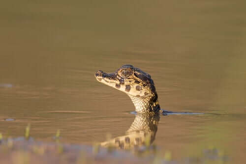 A young Jacare caiman.