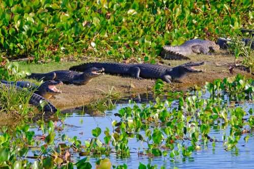 Some Jacare caimans by some water.