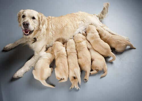 A group of puppies suckling their mother. 