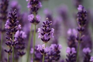 The Benefits of Lavender Oil for Dogs