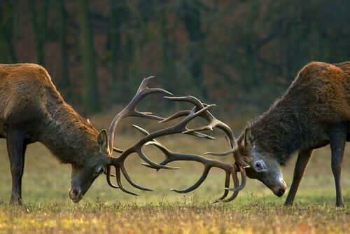 Two deer rutting.