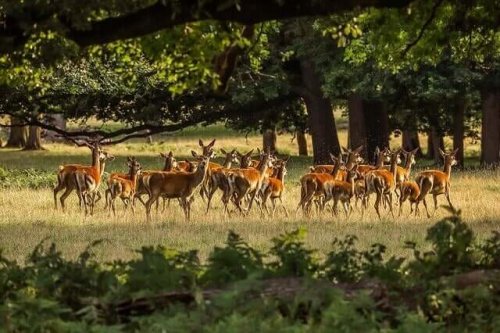 Deer Herds: Feeding Habits and Habitats
