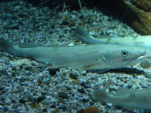 Hake Migration Patterns: All You Need to Know