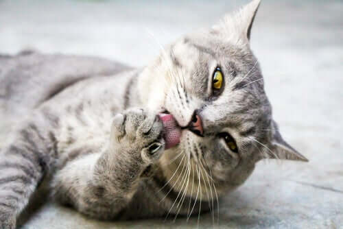 A cat licking its paw.