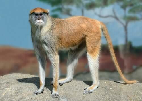 A patas monkey standing on a rock.