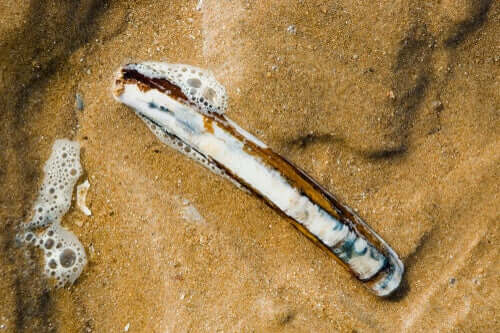 A razor clam in the sand.