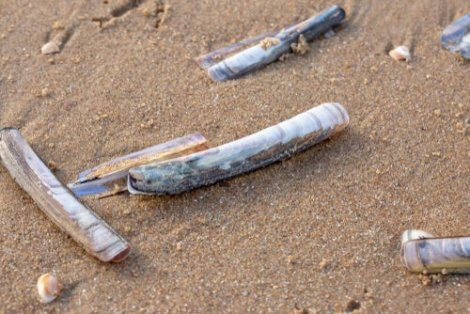 Razor Clams: Behavior and Habitat - My Animals