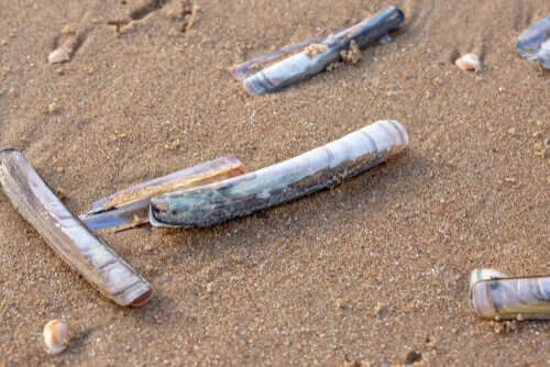 Razor Clams: Behavior and Habitat - My Animals