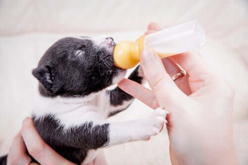 A newborn puppy drinking from a bottle.
