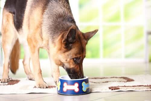 A senior German Shepherd eating food.