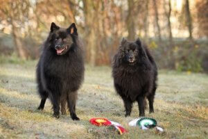 Spitz Dogs: All You Need to Know