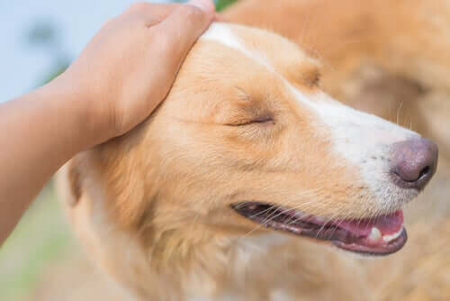 A dog receiving a relaxing massage.