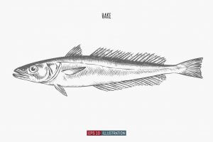 A drawing of a hake.