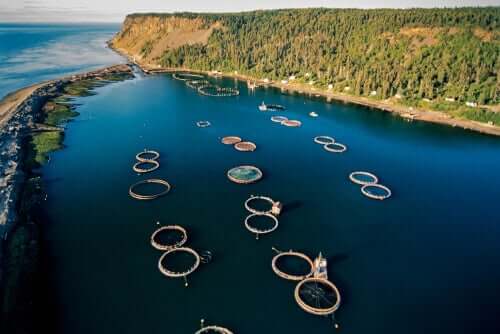 A salmon breeding farm.