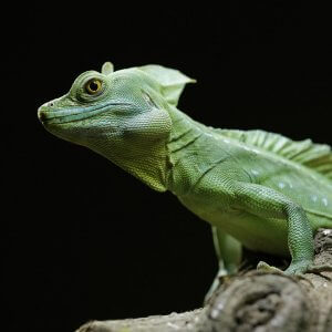 Plumed Basilisk: Care and Characteristics
