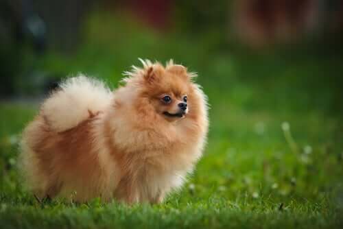 A Pomeranian in a garden.