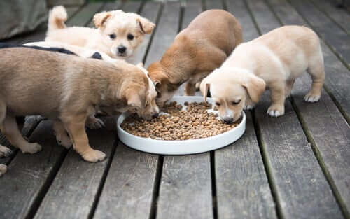 The Right Nutrition for Dogs According to Their Age