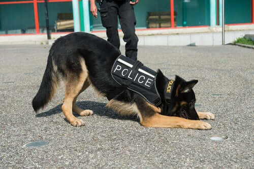 What Are the Qualities of a Good Police Dog?