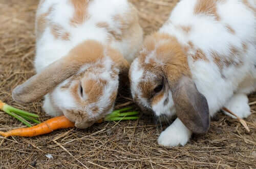 Some rabbits eating carrots.