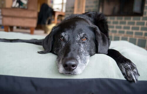 A relaxed dog lying on a pillow.