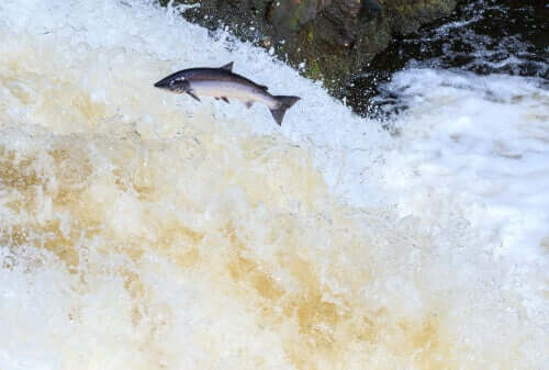 A salmon leaping.