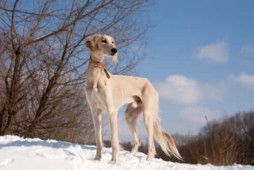 A Saluki standing in the snow. 