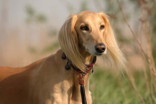 The Saluki: The Royal Dog of Egypt - My Animals