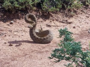 A rattlesnake in the desert.