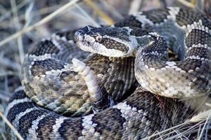 Rattlesnake Species: Venomous Vipers in North America