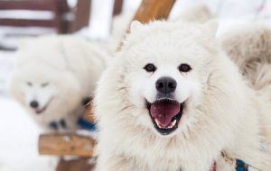 Amazon Says We'll Be Able to Talk to Dogs in a Decade