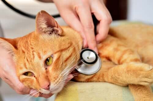 A vet listening to a cat's breathing.