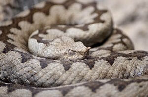 A rattlesnake curled up.