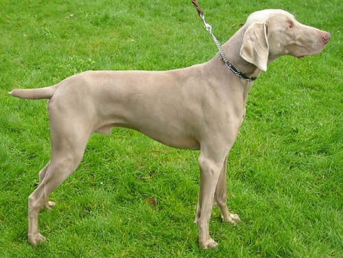 are weimaraners the breed for everyone