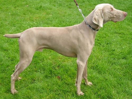 All About The Weimaraner Dog Breed