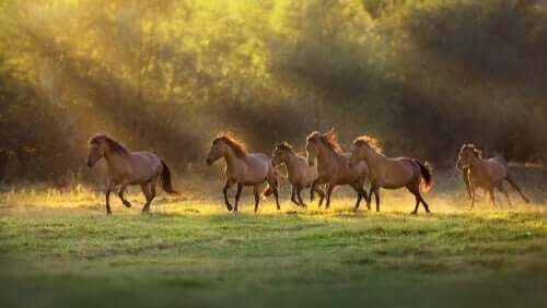 Wild horses in field.
