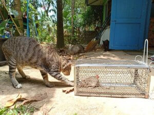 Leptospirosis in Cats: Symptoms and Treatment