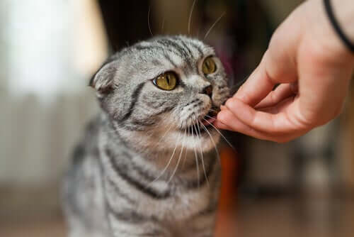 A cat eating from a hand.
